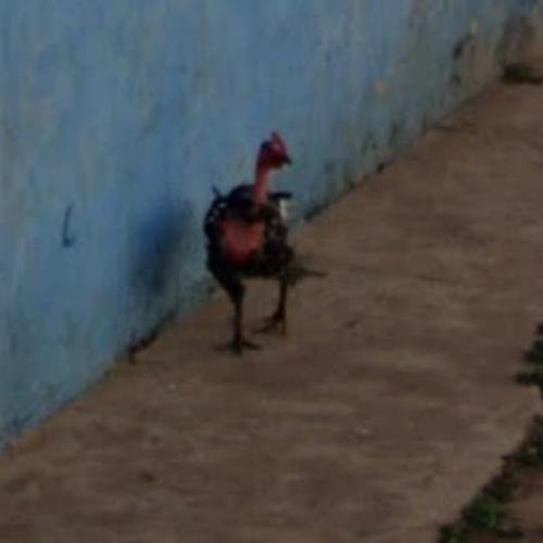 Best chicken road online in Spain