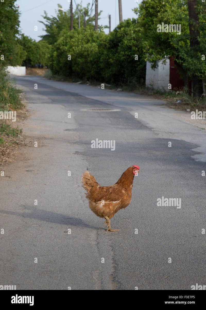 Chicken road jeu d'argent - Découvrez le Jeu de Casino Chicken Road en Ligne sur Internet